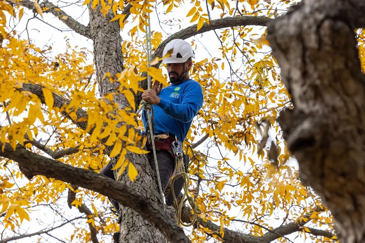 Skilled Tree Trimming crew working in Auburntown